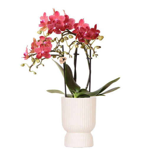 Kolibri-Orchideen | rote Phalaenopsis-Orchidee - Kongo + Diabolo-Travertin - Topfgröße Ø9cm | blühende Zimmerpflanze – frisch vom Züchter