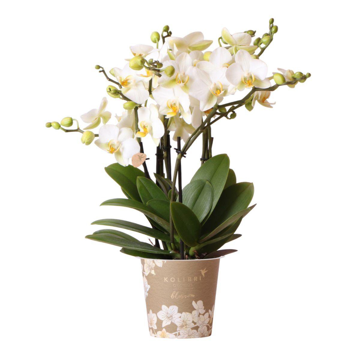 Kolibri-Orchideen | weiße Phalaenopsis-Orchidee - Lausanne - Topfgröße Ø12cm | blühende Zimmerpflanze – frisch vom Züchter