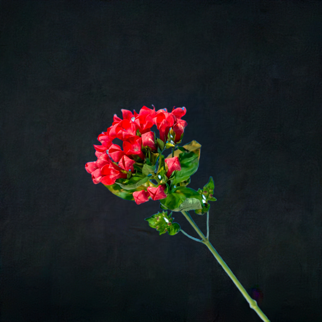 Kalmia latifolia rot