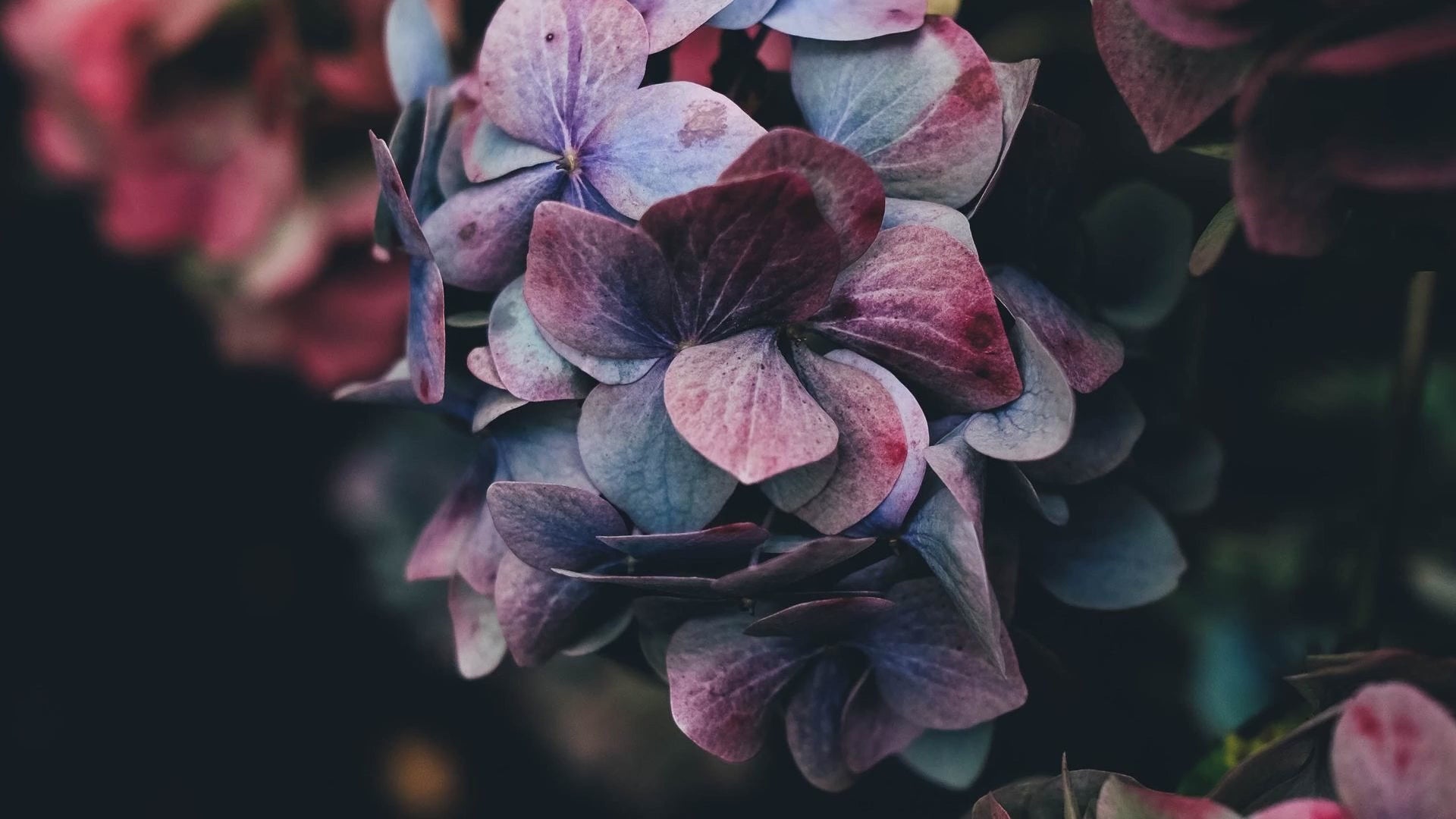 Video laden: Blumenabo Classic Floral